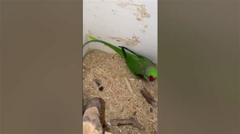 Alexandrine Breeding Pair Still Nesting Breeding Season Parrotlife Youtube