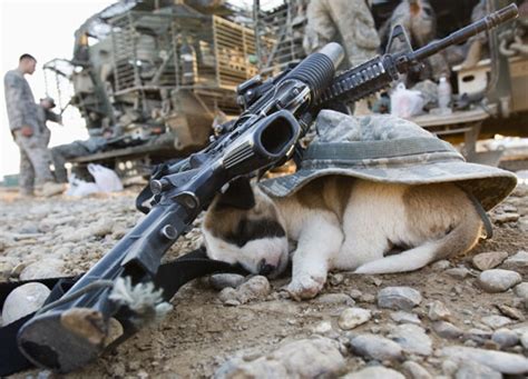 Army pup. [PIC] : r/pics