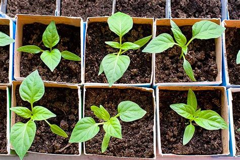 Growing Bell Peppers In Your Own Garden Is Beyond Rewarding Sweet Yet