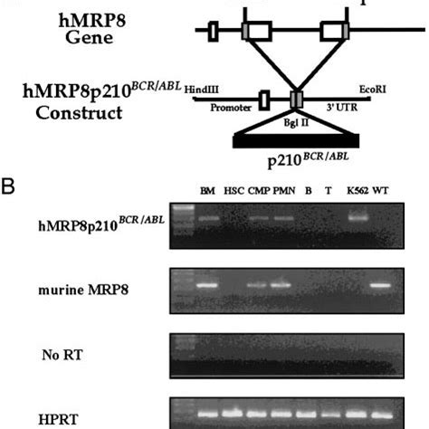 A Hmrp P Bcr Abl Construction B Rt Pcr Analysis Of Bcrabl