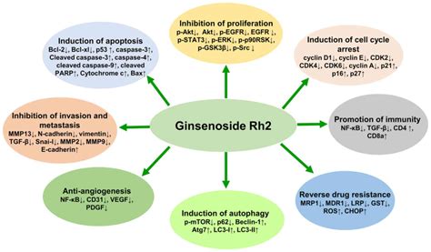 Anticancer Effects And Potential Mechanisms Of Ginsenoside Rh2 In