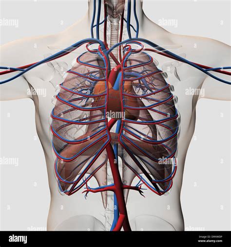 Three Dimensional Medical Illustration Of Male Chest Showing Arteries