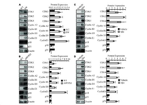 The Expression Of Cell Cycle Regulated Genes In In Vitro And In Vivo Ad