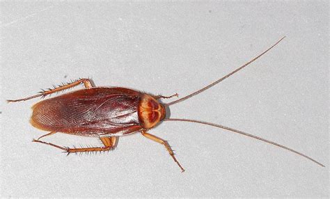 Flying Cockroaches In Florida A Pest Problem And How To Deal With Them