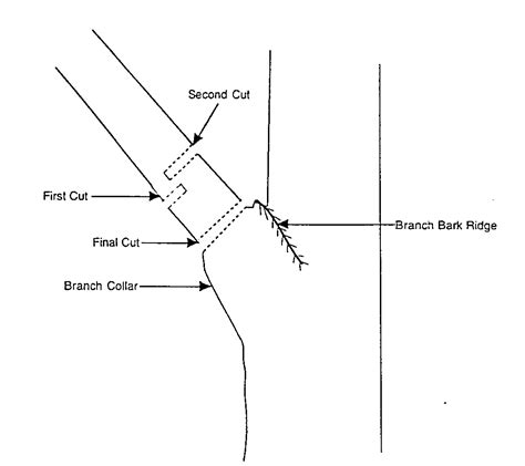 Proper Branch Cuts – Arbor Care | First Certified Arbor Care | Inland ...