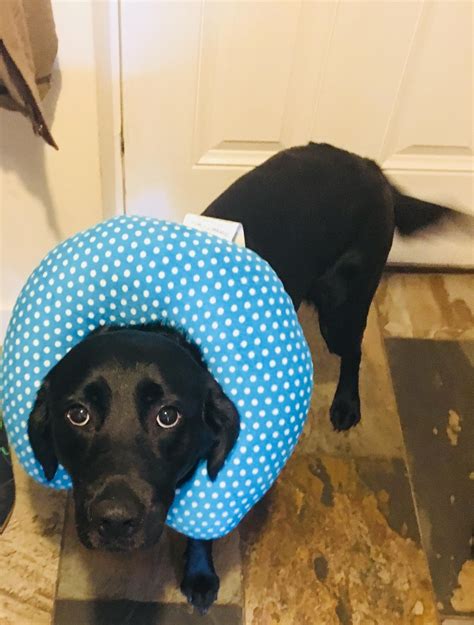 Diy Dog Cone With Towel 11 Diy Dog Cone Ideas Totally Easy E Collars