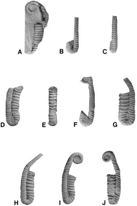 Pdf Late Campanian Cretaceous Heteromorph Ammonites From The