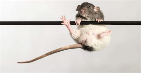 What’s a Baby Rat Called & 4 More Amazing Facts! - A-Z Animals