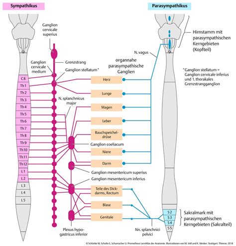 Sympathikus Vegetatives Nervensystem Wikiwand Der Sympathikus