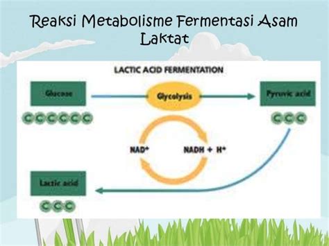 Tugas ppt fermentasi asam laktat