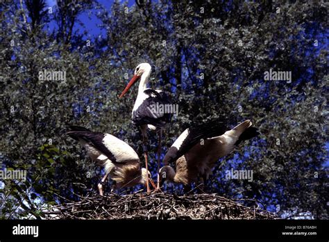 Wunawihr Centre For Reintroduction Of Stork Hi Res Stock Photography