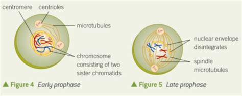 Mitosis Flashcards | Quizlet