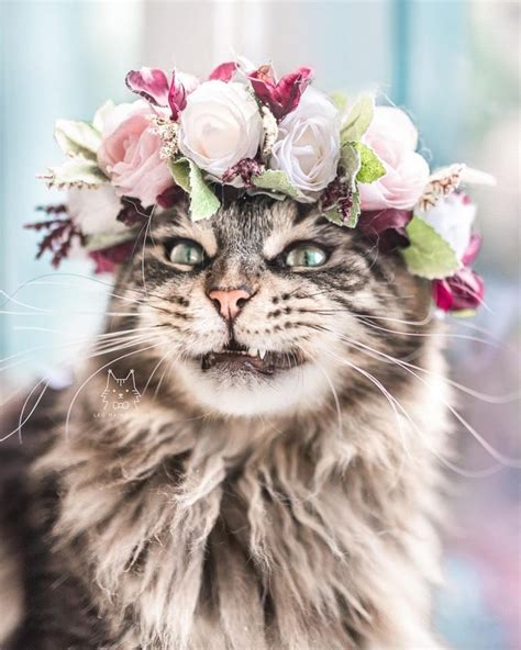 Elle Confectionne D Adorables Couronnes De Fleurs Pour Célébrer La Majestuosité Des Chats