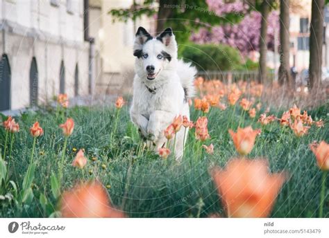 Beautiful Elegant Happy Black And White Dog Running Through Tulip