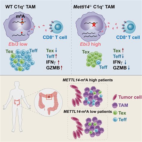 New Mechanism Revealed For Tumor Associated Macrophages To Regulate The