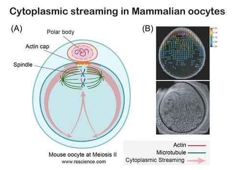 What Is Cytoplasmic Streaming Rs Science