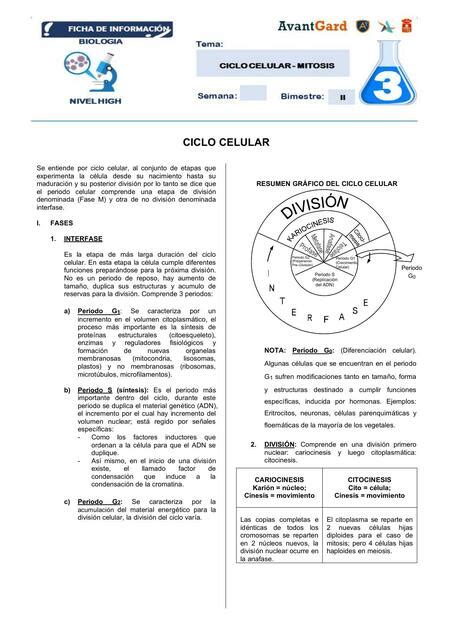 Ciclo Celular Mitosis Natalia Udocz