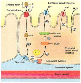 Microbiology of Vibrio Cholera – Medchrome