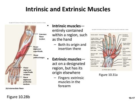 Muscle Exercises: Intrinsic Hand Muscle Exercises