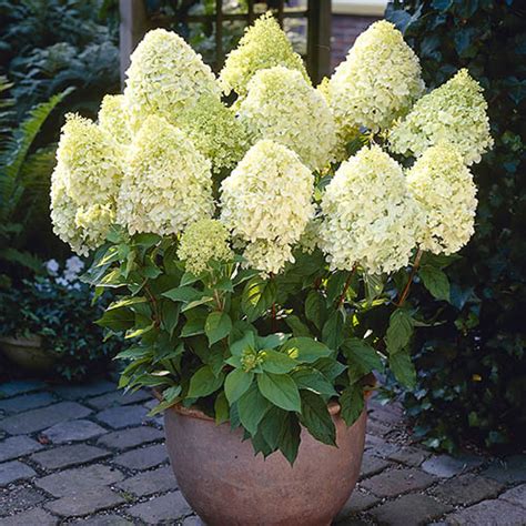 Hydrangea Paniculata Limelight Cm Yougarden