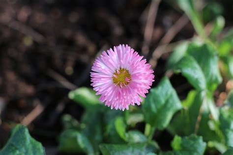 Photos De Fleurs P Querettes Corentin Branger Flickr