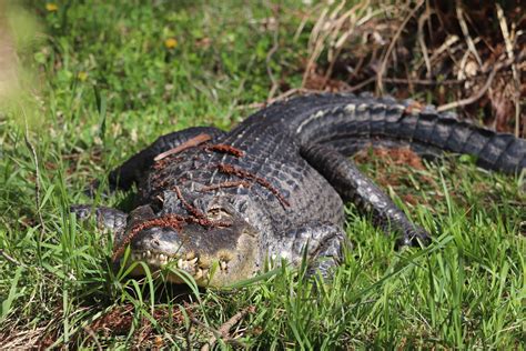 Reptile Discovery Center American Alligator Zoochat