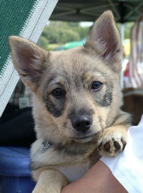 Swedish Vallhund Puppies Pictures | Puppies Pictures Online