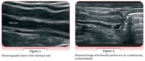 Duodenum Jejunum Ileum Cat