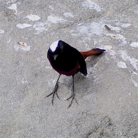 White Capped Redstart Project Noah