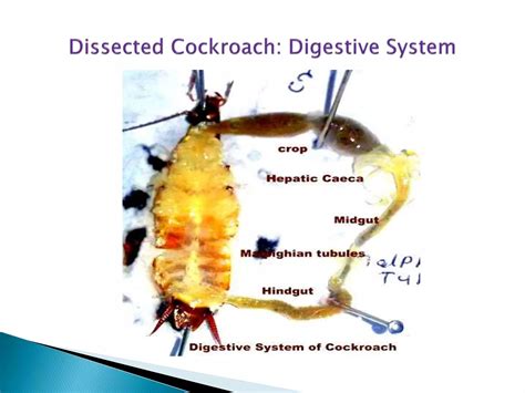 Digestive System Of Cockroach Ppt