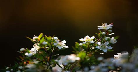 Australian Leptospermum Honey Research | Australias Manuka