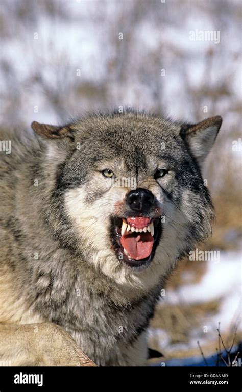 North American Grey Wolf Canis Lupus Occidentalis Adult Showing Teeth