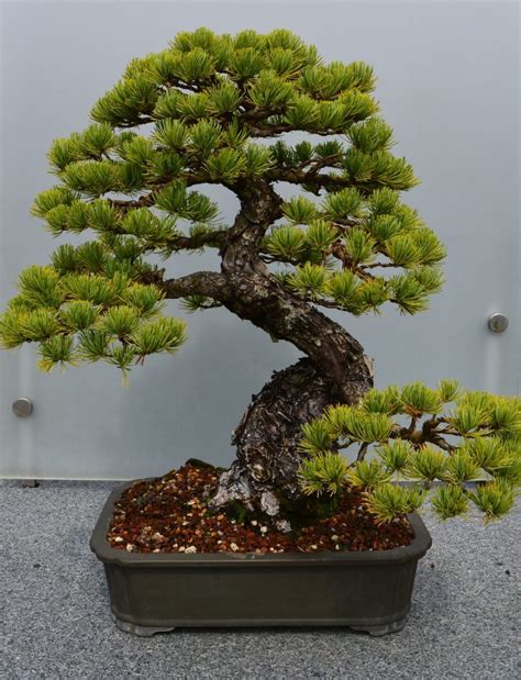 Grevillea robusta Bonsai Tree Care Guide - Bonsai Tree Gardener