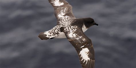 10 Most Common Birds Seen in Antarctic | Sea Kayak Adventures