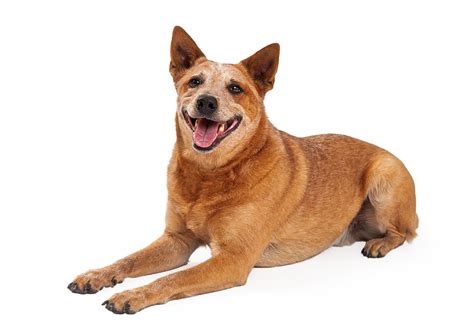 Happy Red Heeler Dog Laying Photograph by Good Focused