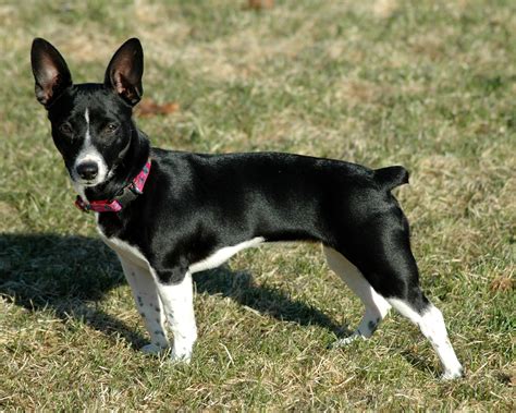 Teddy Roosevelt Terrier