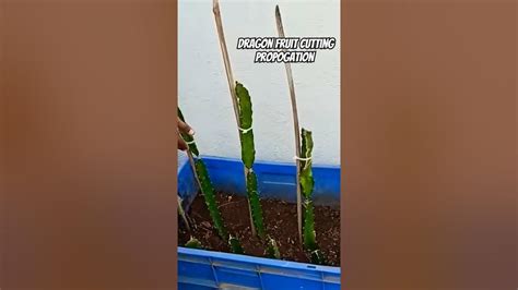 Dragon Fruit Cutting Propogation Youtube