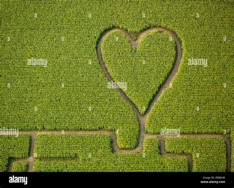 Aerial view, Heart in the corn field, corn maze in a cornfield in ...