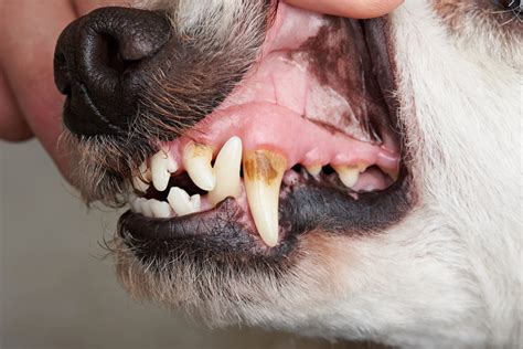 Discolored Teeth in Dogs: What to Do - Arvada Vet Hospital