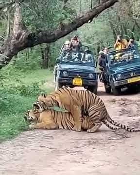 Tiger Mating in Ranthambore National Park : r/cute