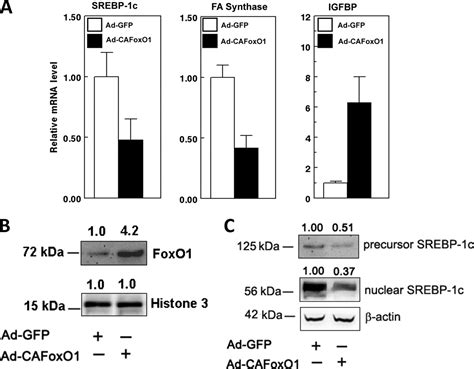 Foxo Inhibits Sterol Regulatory Element Binding Protein C Srebp C