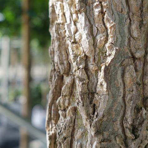 Liquidambar Styraciflua Bark