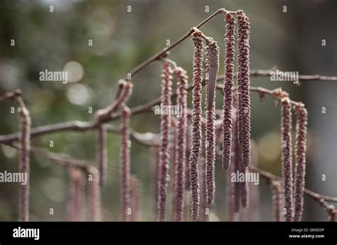 Plantas de avellanas fotografías e imágenes de alta resolución Alamy