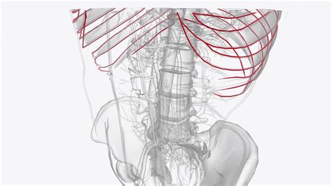 Premium Photo | Arteries of thorax thoracic artery subclavian artery pulmonary artery carotid ...