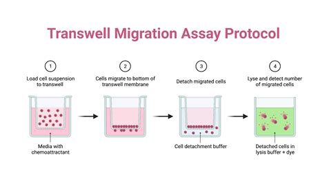 Transwell Migration Assay Protocol | BioRender Science Templates