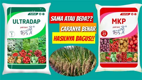 Buka Buka An Ini Perbedaan Pupuk Ultradap Dan Mkp Youtube