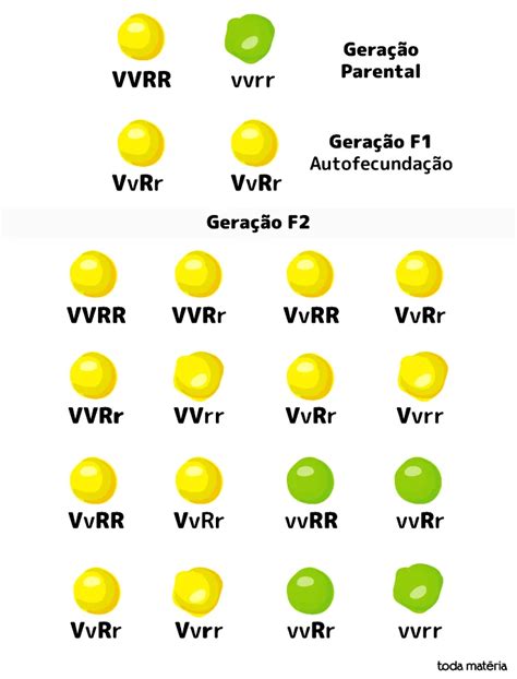 Leis De Mendel Resumo Sobre Genética