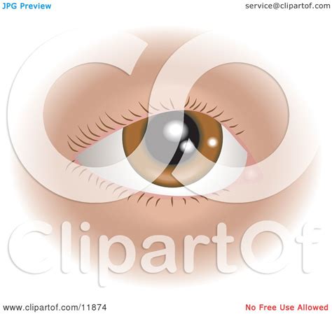 Brown Human Eye and Eyelashes Clipart Illustration by AtStockIllustration #11874