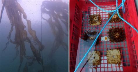 Neptune S Bc Bull Kelp Restoration Project With The Help Of Ubc Neptune Terminals