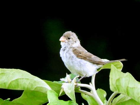 Foto Golinho Sporophila Albogularis Por Francisco Souza Rn Wiki